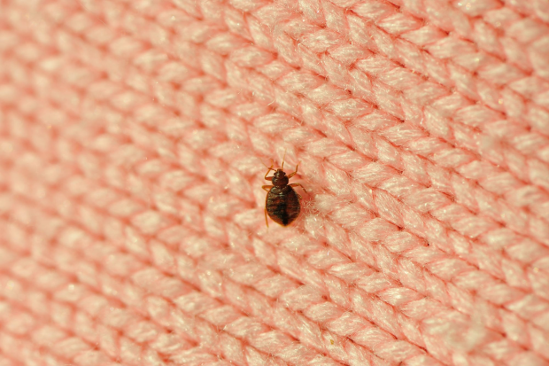 Bed-Bug-Treatment - Dana Point Best Pest Pros | Dana Point, CA | 909-344-5033