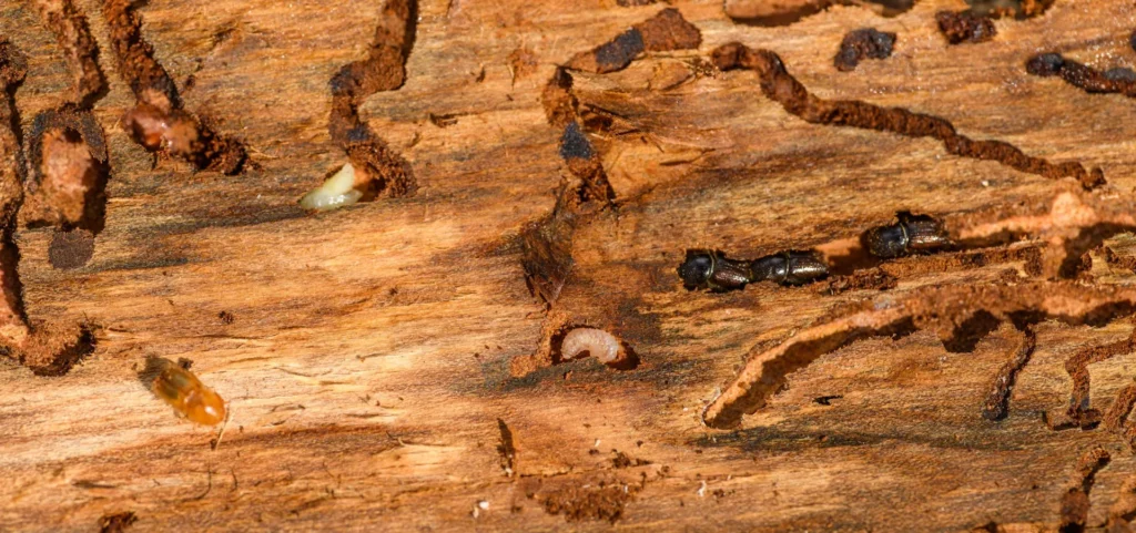 Is Your Home at Risk for Termite Damage - Dana Point Best Pest Pros | Dana Point, CA | 909-344-5033