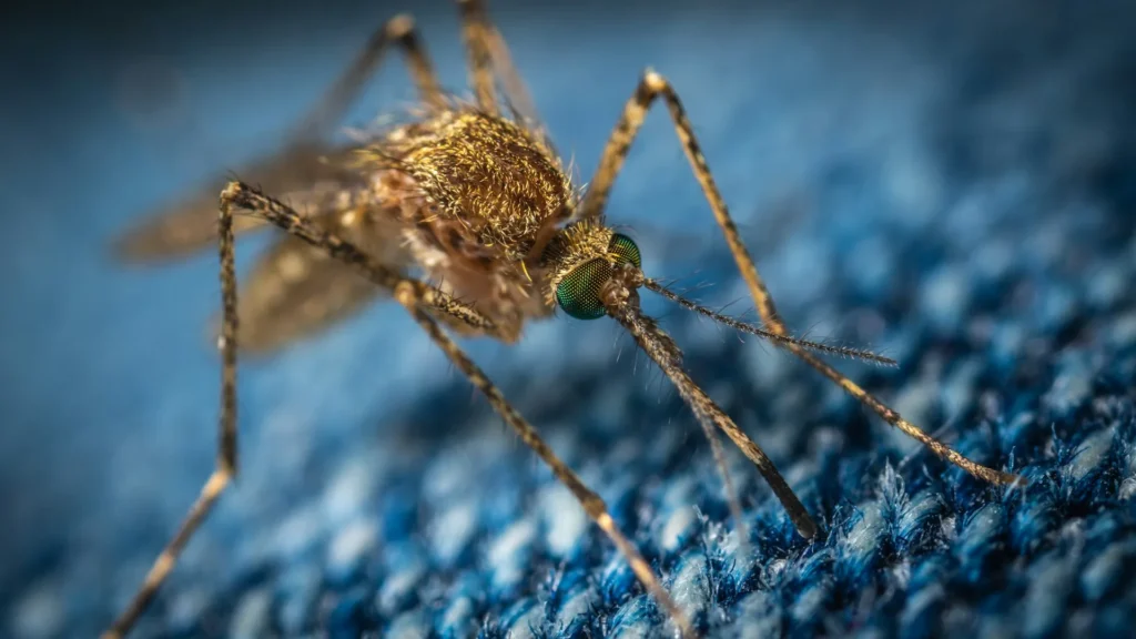 Mosquito Control - Dana Point Best Pest Pros | Dana Point, CA | 909-344-5033