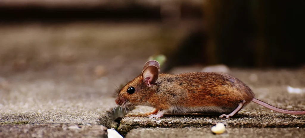 Residential-Commercial-Rodent-Solutions - Dana Point Best Pest Pros | Dana Point, CA | 909-344-5033