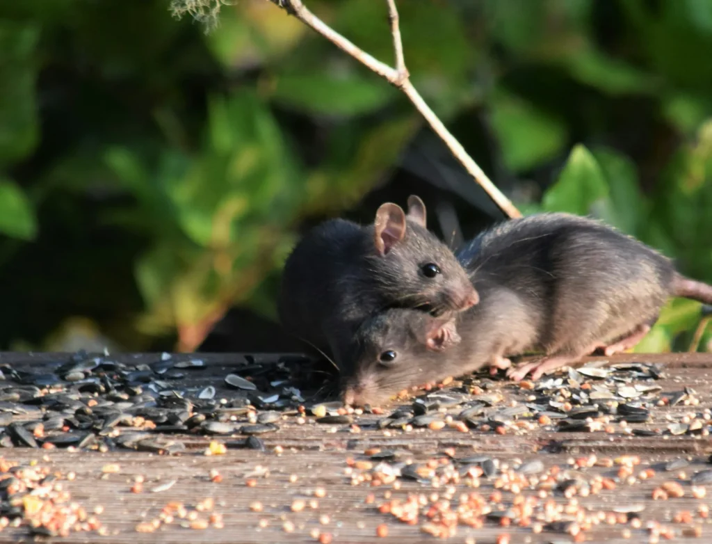 Rodent-Removal - Dana Point Best Pest Pros | Dana Point, CA | 909-344-5033
