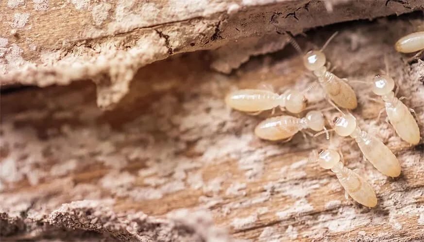 Signs You May Have a Termite Infestation - Dana Point Best Pest Pros | Dana Point, CA | 909-344-5033