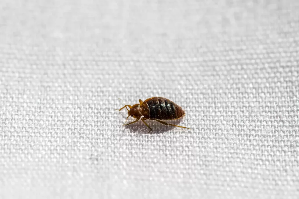 Why Bed Bug Heat Treatments Work Best - Dana Point Best Pest Pros | Dana Point, CA | 909-344-5033
