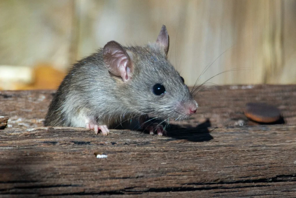 Why-Choose-Our-Rodent-Exterminators - Dana Point Best Pest Pros | Dana Point, CA | 909-344-5033